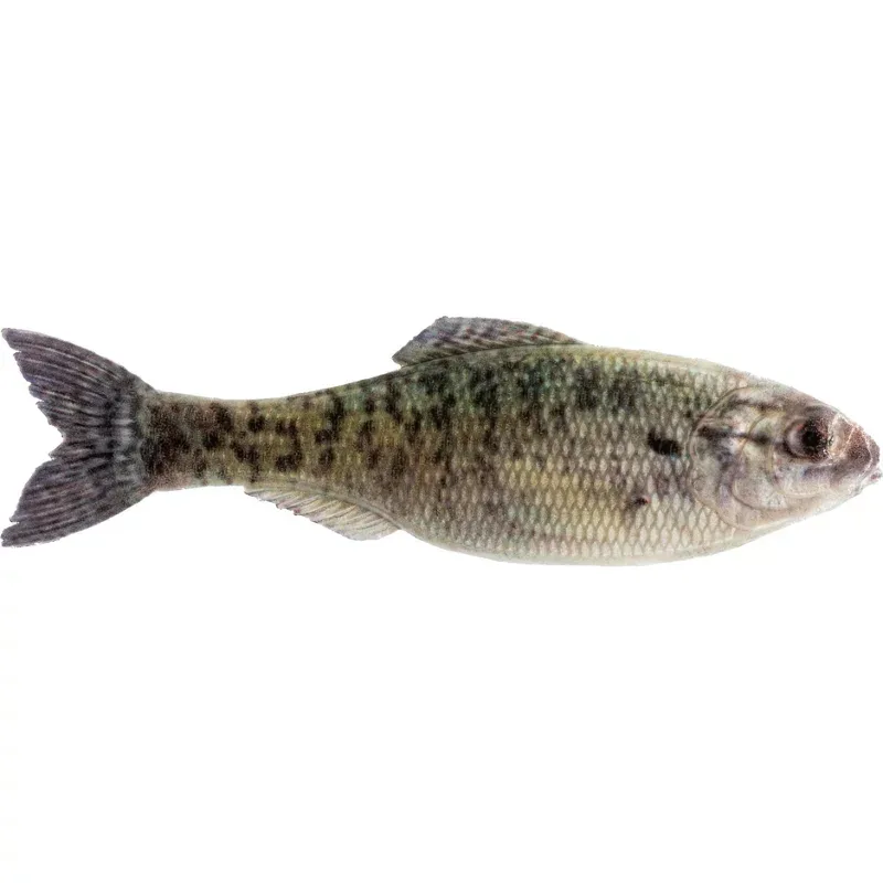 6th Sense Panorama 3.5 in Soft Baits 6-Pack